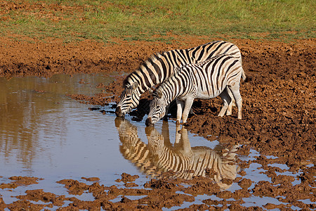 平原斑马在水坑喝水动物食草动物群栖息地反射马属哺乳动物野生动物荒野破坏图片