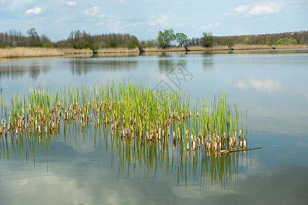 在湖水中种植绿草图片