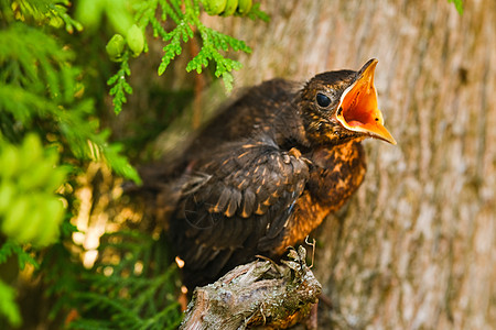 一只画眉小鸡张开嘴坐在树枝上寻找食物 这只鸟是一只小黑鸟 坐在树上新生栖息地幼兽教养荒野翅膀生活居住动物野生动物图片