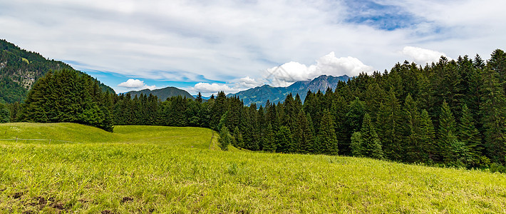 松林 一座有绿草地和雪山的山峰图片