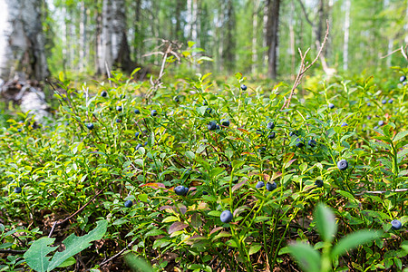 蓝莓 绿色蓝莓 还有成熟的多汁大浆果野生动物灌木食物植物食品森林生长衬套健康蓝色图片