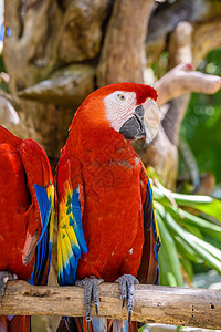只猩红色的金刚鹦鹉 Ara macao 红色 黄色和蓝色的鹦鹉坐在热带森林的分支上 Yu atan 墨西哥飞行情调丛林异国野生动图片