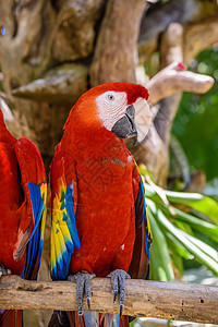 只猩红色的金刚鹦鹉 Ara macao 红色 黄色和蓝色的鹦鹉坐在热带森林的分支上 Yu atan 墨西哥航班眼睛鸟类情调宠物野图片