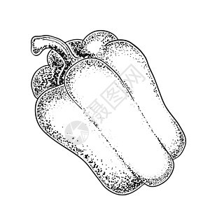 孤立的胡椒 甜椒素描 黑白绘图 有机蔬菜 素描的蔬菜 雕刻风格插图 矢量图图片