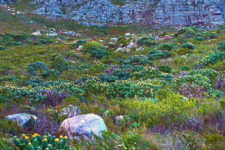 南非西开普省开普敦桌山景观 白天在岩石生态田上生长的有机 fynbos 植物的美丽风景 徒步旅行的天然地标图片