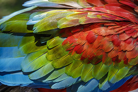 巴西潘塔纳尔的Scarlet和蓝色金刚鹦鹉图片