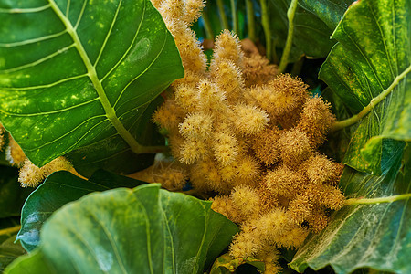 带刺果实的金板栗树 Chinquapin 植物 在阳光明媚的日子里 在自然界的偏远地区生长着充满活力的叶子和棕榈果 森林中叶子之背景图片