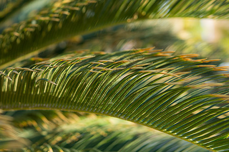 绿棕榈叶 自然背景雨林绿色树叶扇子条纹气候叶子植物热带棕榈图片