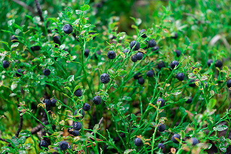 绿色蓝莓灌木 森林里有多汁的成熟果子食物衬套叶子蓝色营养野生动物覆盆子小吃荒野水果图片