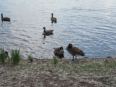 池塘中的鸭子荒野游泳鸟类图片