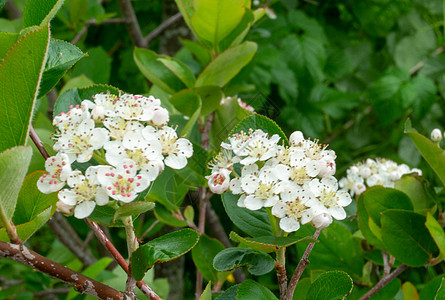 灌木丛绿树叶中窒息莓的白氟化物 夏季花朵般的扼青莓图片