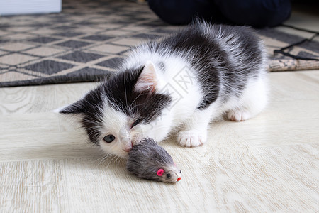 小黑白小猫在玩鼠鼠游戏宠物老鼠食物动物家畜头发眼睛猫科动物工作室哺乳动物图片