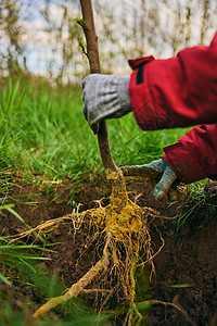 有人在挖地前方的眼神 使地面深沟入土结盟生物种植园园艺工作环境种植土壤生物学插图图片
