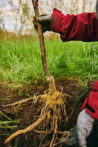 植于地下的年轻植物的根树干环境插图生态木头幼苗生物结盟地球生活图片
