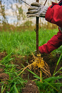 在一个深洞埋在地上的年轻植物的根部果树幼苗结盟生态生物安装种植插图地球地面图片