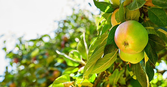 在可持续农场的果园里种植健康的有机水果 收获的新鲜农产品 两个青苹果在一棵树上成熟 绿叶在明亮的天空背景下 有复制空间图片