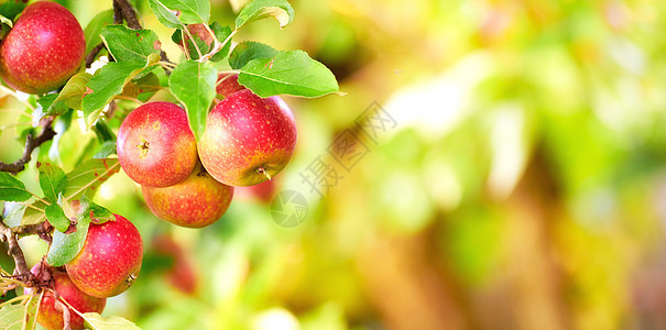 生长在苹果树分支的甜红色苹果特写镜头与有拷贝空间的绿色叶子 农场种植的健康天然水果 可生产时令新鲜农作物 农业至关重要图片
