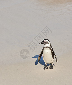 南非开普敦博尔德斯海滩的黑脚企鹅 沙滩上有复制空间 一只可爱的濒危公驴或海角企鹅 来自物种图片