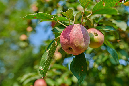 红苹果生长在户外阳光明媚的果园里 从花园里的树上种植和收获一束新鲜美味的成熟水果的特写镜头 甜美的有机农产品可供采摘图片
