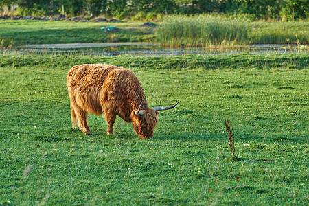 在农场牧场上用草喂养的高地奶牛 放牧和饲养用于乳制品 肉类或牛肉行业 在偏远农田或农业庄园的绿草上 全长的毛牛动物独自站立奶制品图片