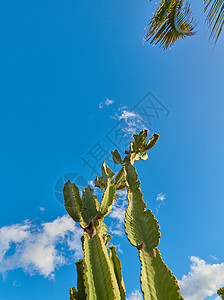 西班牙拉帕尔马的绿色多汁仙人掌植物生长在蓝天上 有云彩和复制空间背景 夏季偏远地区或沙漠地区充满活力的仙人掌树的低角度图片