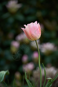 深色背景上的粉红色郁金香 春季多年生开花植物因其美丽和花香而作为装饰品种植 特写一束美丽的郁金香花和绿色的茎图片