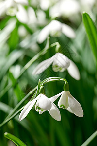 生长在一个遥远的领域的绿色拷贝空间背景下的一朵白色共同的雪花莲花的特写镜头 在草甸或家庭后院花园中开花 开花和开花植物花朵场地树图片