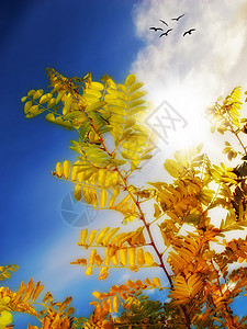 相思树在秋天落叶 蓝天白云 鸟儿和复制空间 非洲偏远草地或乡村的风景树冠树 阳光从下面穿过茂密的树枝图片