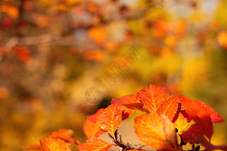在阳光明媚的日子秋天 黄色背景的红莓灌木树叶 以复制纸屑和选择性焦点特写图片