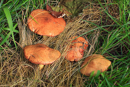 树林中的黄油蘑菇 在草地和叶子上绿色食物荒野木头生长季节森林棕色图片