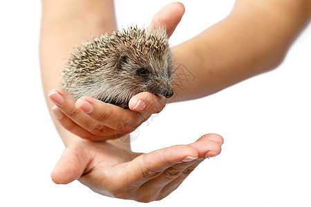 人手手中的小刺猪 小动物需要保护防御野生动物绿色荒野婴儿脊椎动物动物多刺刺猬白色图片
