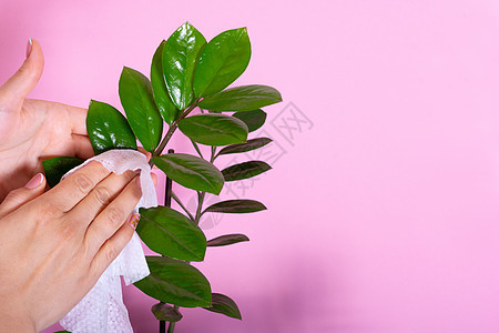 家庭种植护理 女人的手擦花盆叶子房子花园植物群园艺房间生长环境橡皮女性植物图片