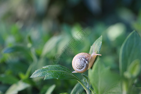 带壳的小蜗牛在草地上爬行 夏日在花园里 室外花园植物叶上小蜗牛的特写 软体动物宏天线树叶房子动物螺旋动物群蜗牛植物群食物鼻涕虫图片