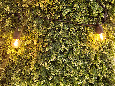 可用作背景的美丽的热带植物 绿色树叶绿树叶天鹅绒耳朵苗圃商业矛形丛林园艺健康城市叶子图片