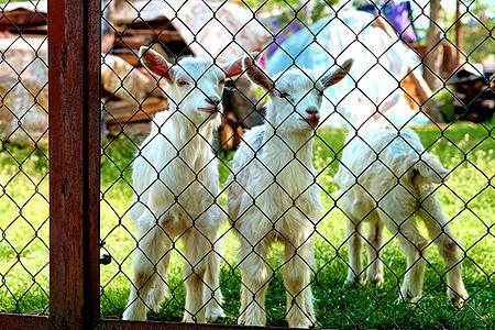 滑稽小白山羊 在蜂巢里一个多汁的绿草坪上牛奶草地地球农场生态旅行风光家畜动物园牧场图片