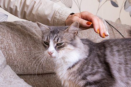 亲手抚摸可爱的毛绒猫友谊宠物猫咪快乐女性毛皮猫科成人感情砍伐图片