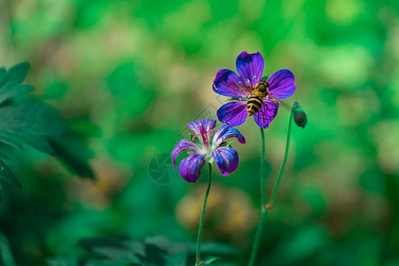 蜜蜂授粉一朵野生紫花植物群蓝色疗法活力野生植物野花紫色花头宏观芳香图片