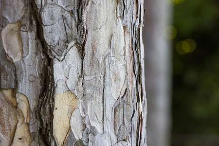 树木树皮和身体背景 美丽的树木背景木头皮肤宏观木材松树植物材料墙纸公园树体图片