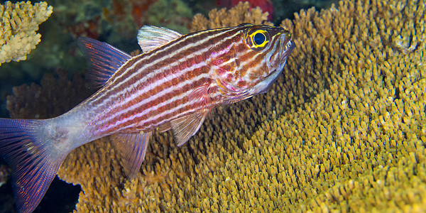 马尔代夫南阿里环礁老虎红头鱼图片