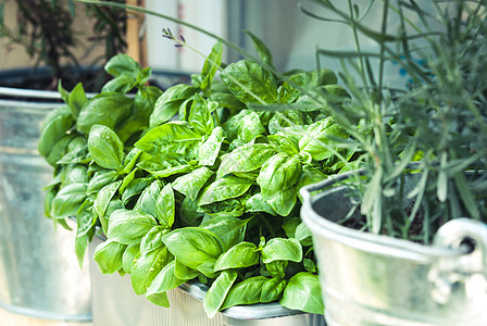 在锅里种植草本植物香料食物芳香花园美食厨房花盆阳台叶子图片