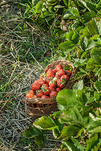草莓字段女士喜悦场地帽子园艺享受乐趣微笑篮子采摘图片