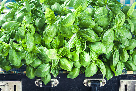 在锅里种植芳香叶子草本植物食物厨房香料蔬菜花园草药生长图片