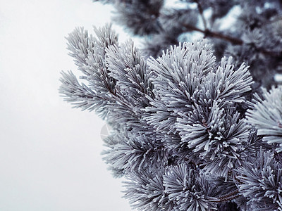 冬季寒冷天气下冰冻的松针针场景天空季节针叶温度云杉植物雪花气候枝条图片