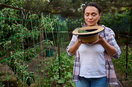 世界环境日女园丁业余爱好者在生态农场工作时闻到新鲜收获的成熟黄瓜 戴着草帽背景