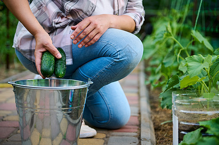 专注于在有机菜园里采摘成熟黄瓜的园丁附近的金属桶 生态农业 农业综合企业图片