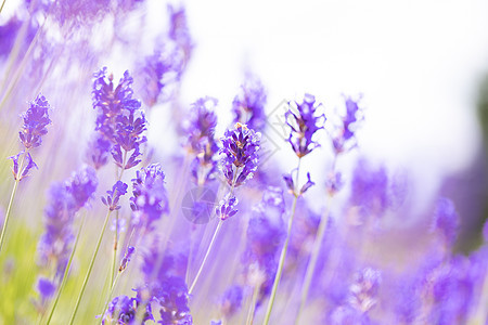 紫色熏衣草地 美丽的花朵 英国的厕所  是的疗法园艺香味芳香旅行薰衣草蜜蜂农村植物群蓝色图片