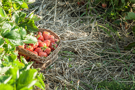 草莓字段采摘园艺收成帽子食物女士植物场地季节篮子背景图片