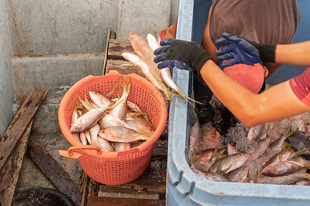 尼加拉瓜渔民收集渔获量不明的尼加拉瓜渔民图片