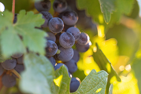 成熟的蓝色葡萄在日落时分生长在葡萄园中 有选择的焦点 葡萄园葡萄在秋天收获的日落 酿酒理念 美丽的葡萄准备收获 金色的傍晚灯光季图片