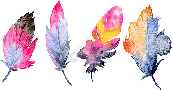 鸟类羽毛元素组装 手画水彩图插图收藏艺术动物草图空气墙纸绘画刷子柔软度图片